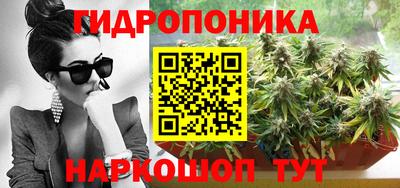 крисы Кингисепп